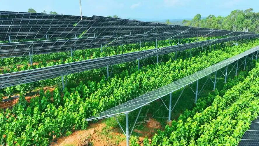 A GCC Client Asked Me About Agrivoltaics. Here's the Problem — and Why China's Supply Chain Might Hold the Answer.